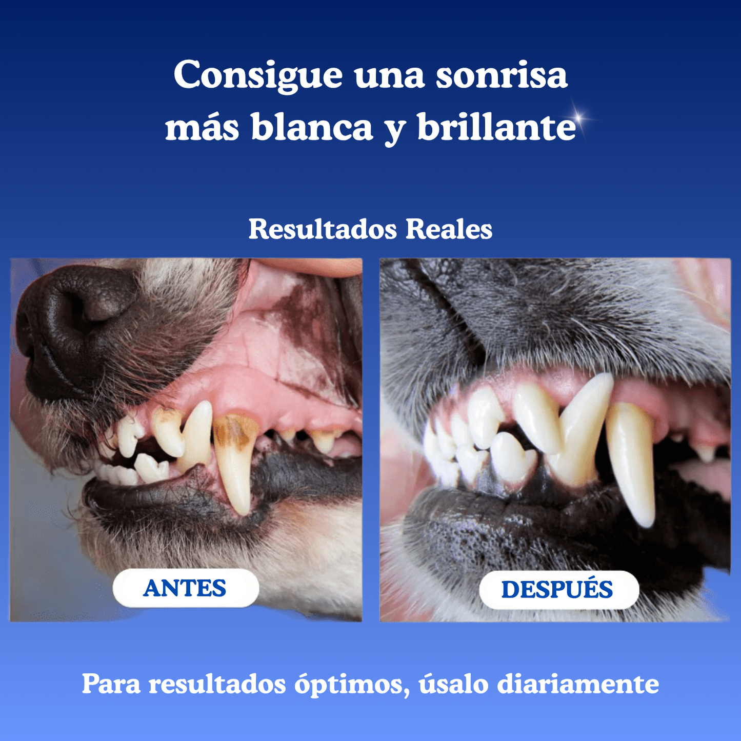 Polvo Dental Natural