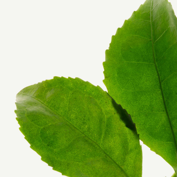 Menta